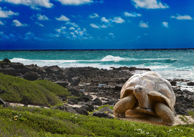 things to do in the Galapagos Islands